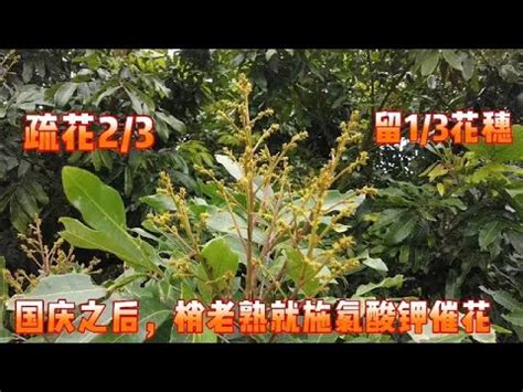 龍眼催花方法|龍眼反季節催花，以及3種疏花技術分享，果穗 ...